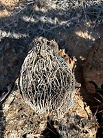 mooie structuur heeft zo'n cactus van binnen