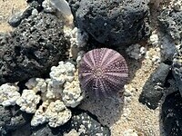 stilleven op het strand