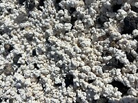 popcorn beach