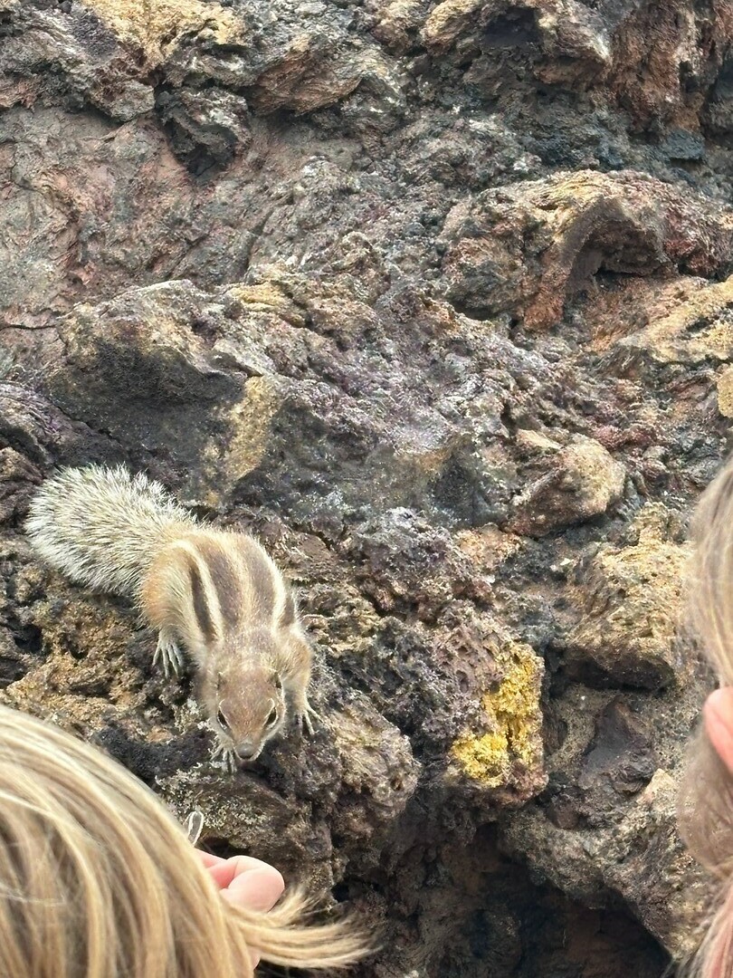 chipmunk