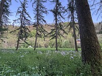 paarse bloemen, mooie bomen
