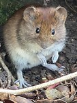 veldmuis