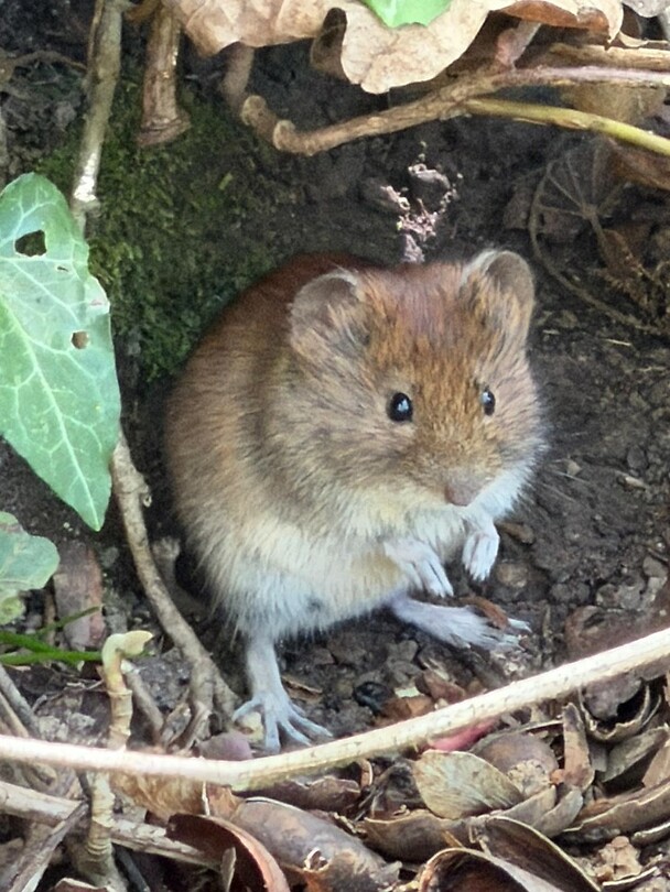 veldmuis