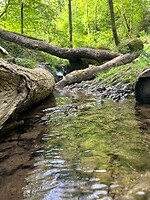 water, bomen, mos, groen