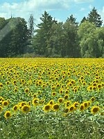 zonnebloemen = Frankrijk