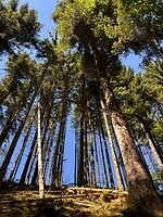 mooie bomen
