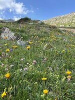 mooie bloemetjes