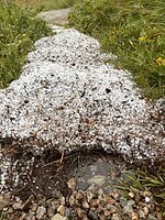 heel veel hagel