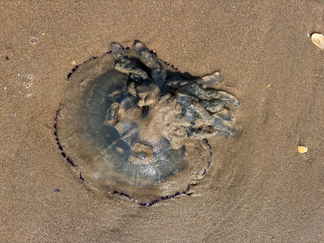 blob