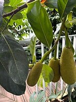 jackfruit