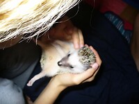 Ilona the hedgehog