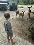 Camping wildlife