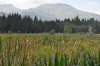 Hogsback