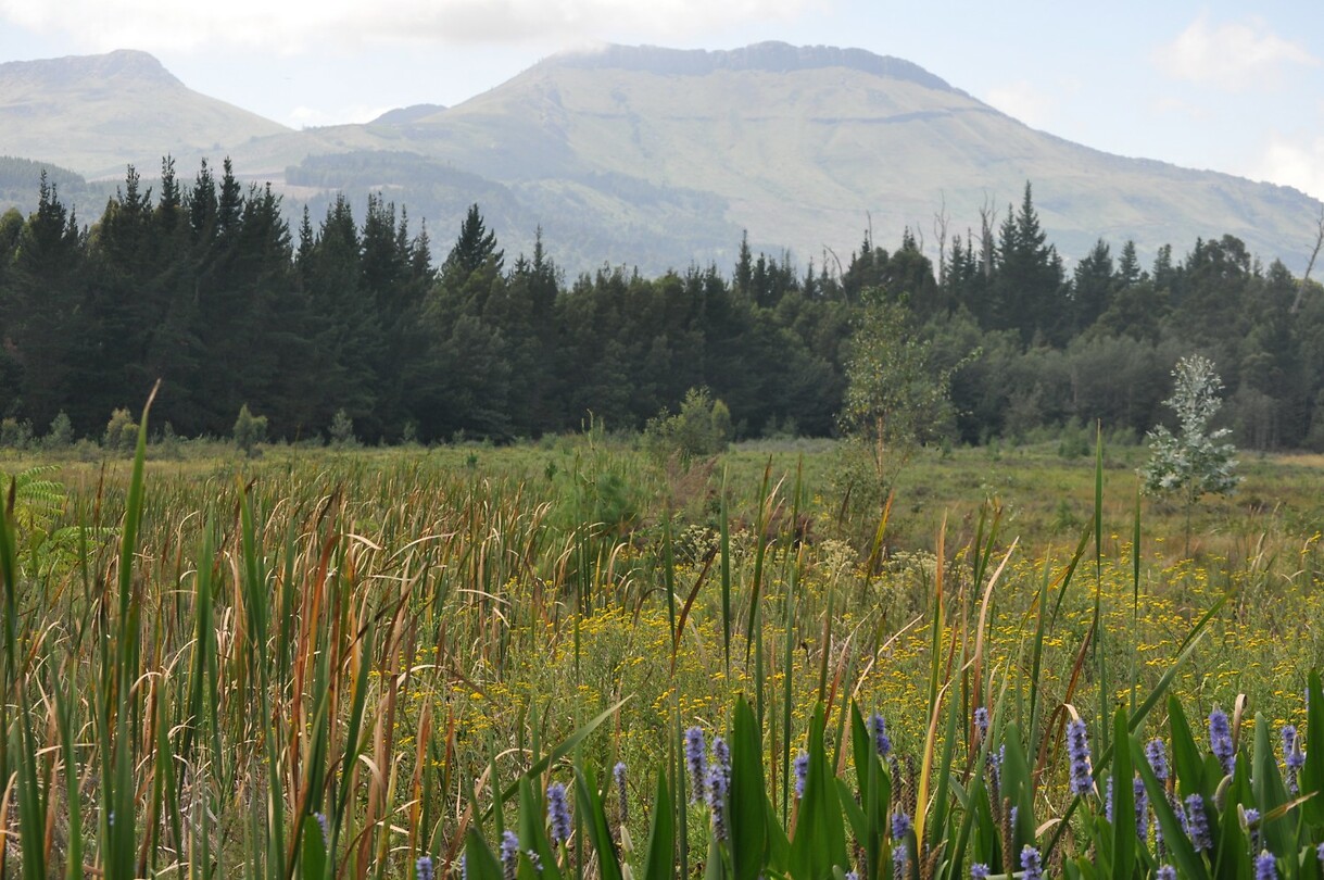Hogsback