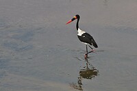 Kruger - mooie vogel 2