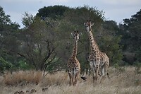 Kruger- giraffes