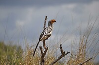 Kruger - mooie vogel 1