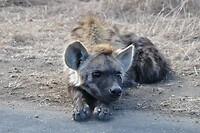 Kruger - hyena of wilde hond
