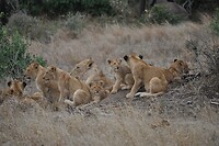 Kruger - leeuwinnen en welpjes