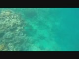 Great barrier reef!