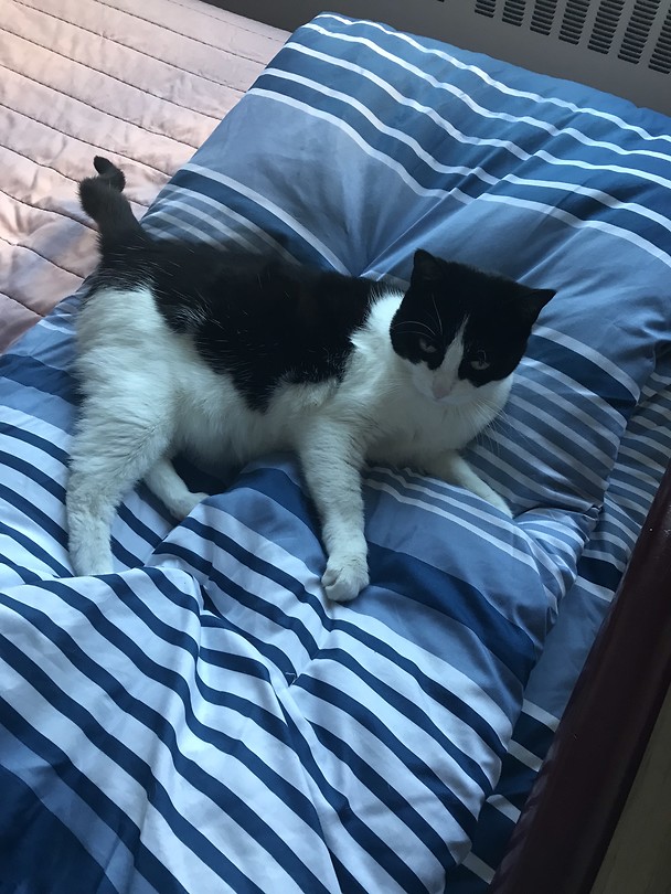 Huispoes Kitty