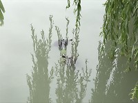 Schildpadden in de Chinese Garden