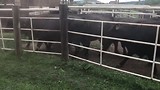 Cowboy stuff!