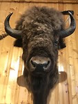 Bizon of buffel. Wie weet het?