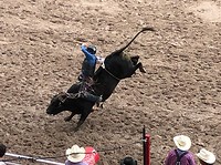 Rodeo