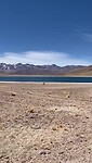 Vicuna