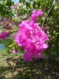 Mooie bloem
