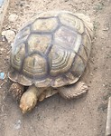 Reuzenschildpad