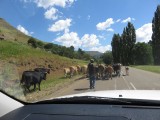 IMG_0918