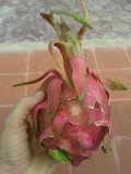 dragon fruit