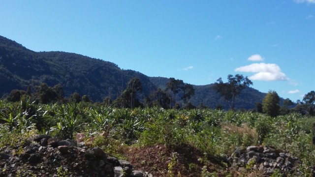 Bolaven plateau