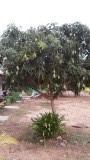 Mango-season!