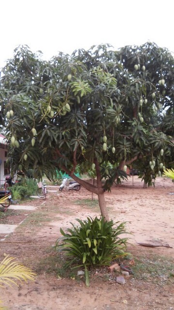 Mango-season!