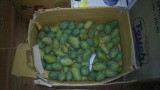Mango's!