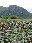 lotus vijver