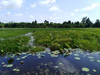 Banteay Srey