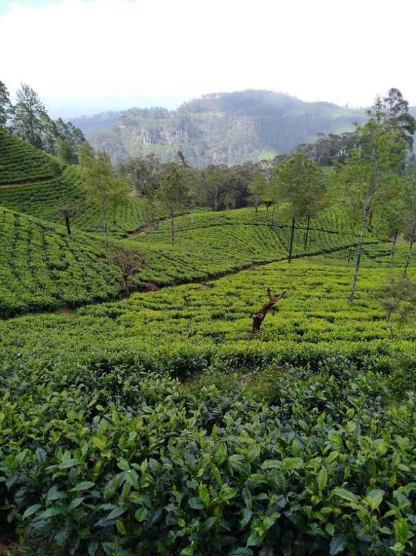 There plantages, Sri Lanka