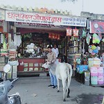 Bundi