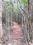 Wandelen door de jungle
