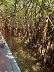 IMG_6219