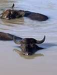 IMG_6396