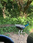 IMG_6401