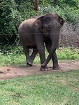 IMG_6510