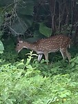 IMG_6603