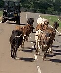 IMG_6447