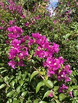 IMG_6701
